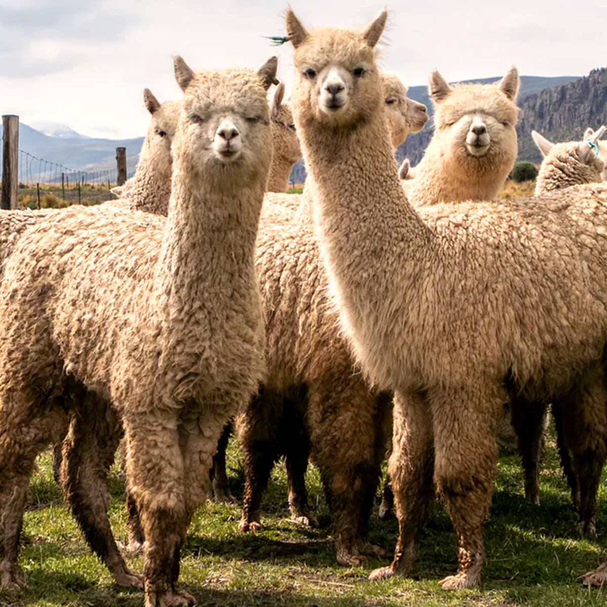 We Love Alpaca: Discover The Jewel of the Andes